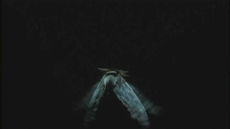 D:\Microcosmos\Moth's Flight] [01/13] - 292.jpg (1/1) (Video Capture); DISPLAY FULL IMAGE.
