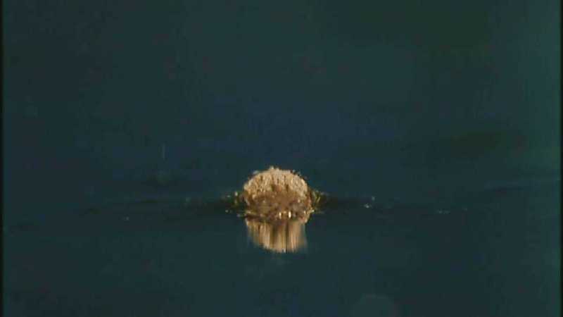 Microcosmos\Mosquito hatches [01/28] - 309.jpg (1/1) (Video Capture); DISPLAY FULL IMAGE.
