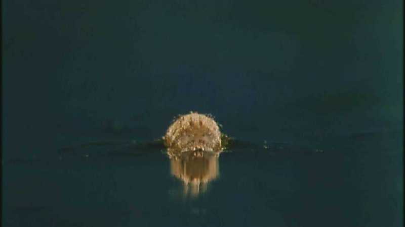 D:\Microcosmos\Mosquito hatches [01/28] - 309.jpg (1/1) (Video Capture); DISPLAY FULL IMAGE.