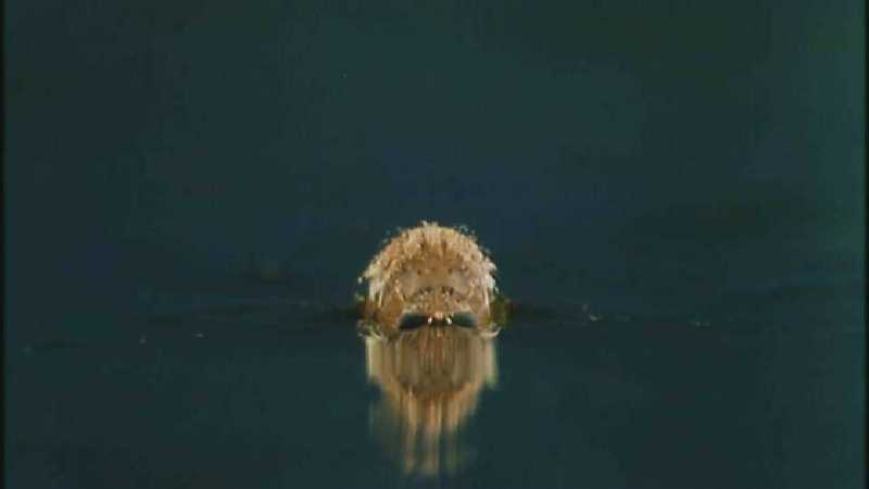 D:\Microcosmos\Mosquito hatches [01/28] - 309.jpg (1/1) (Video Capture); DISPLAY FULL IMAGE.