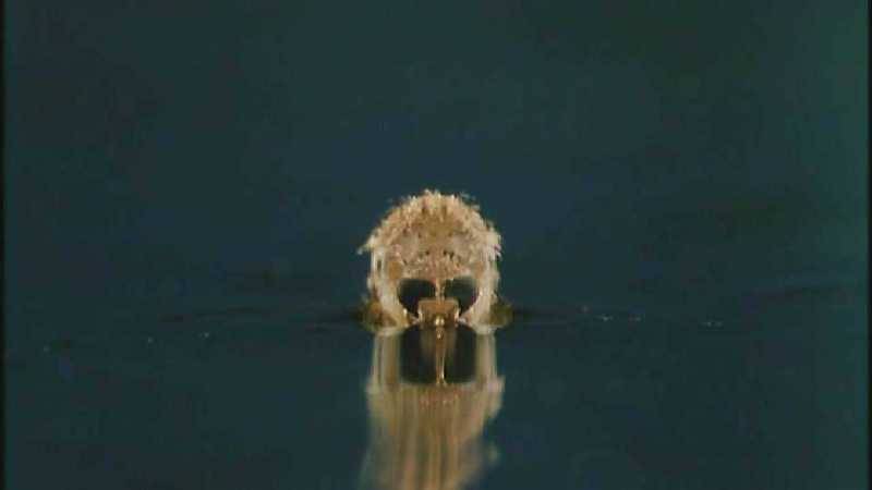 D:\Microcosmos\Mosquito hatches [01/28] - 309.jpg (1/1) (Video Capture); DISPLAY FULL IMAGE.