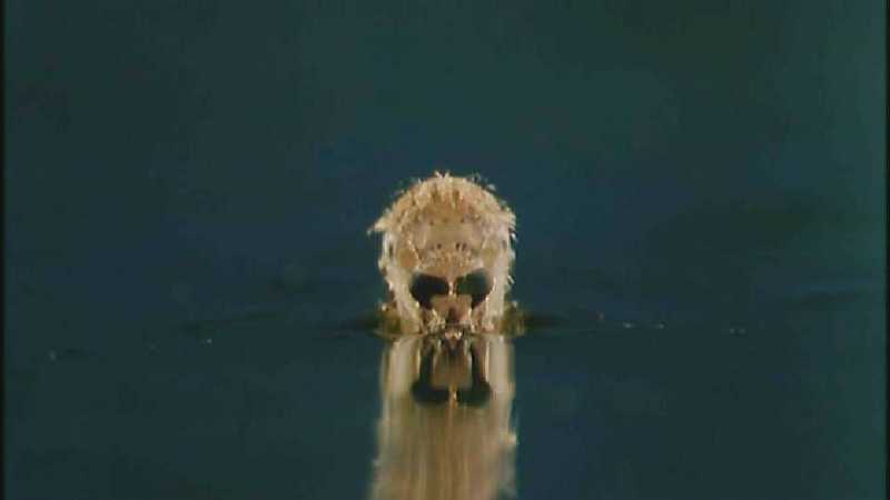 D:\Microcosmos\Mosquito hatches [01/28] - 309.jpg (1/1) (Video Capture); DISPLAY FULL IMAGE.