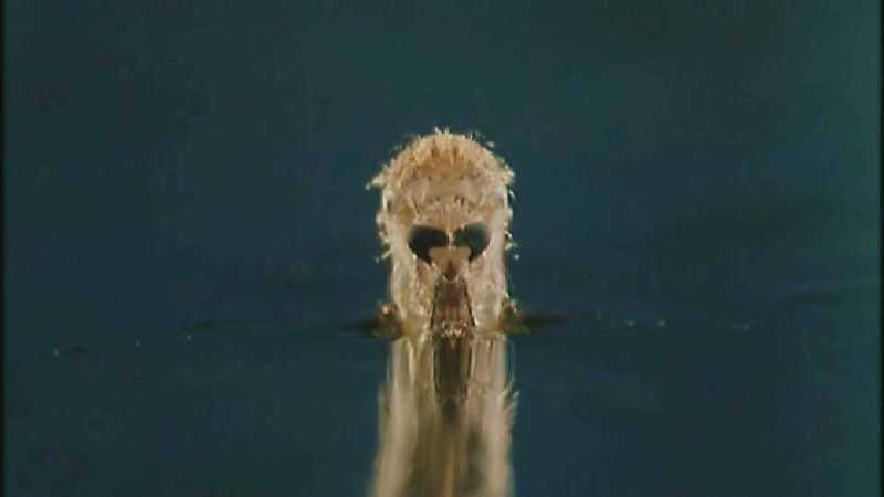 D:\Microcosmos\Mosquito hatches [01/28] - 309.jpg (1/1) (Video Capture); DISPLAY FULL IMAGE.