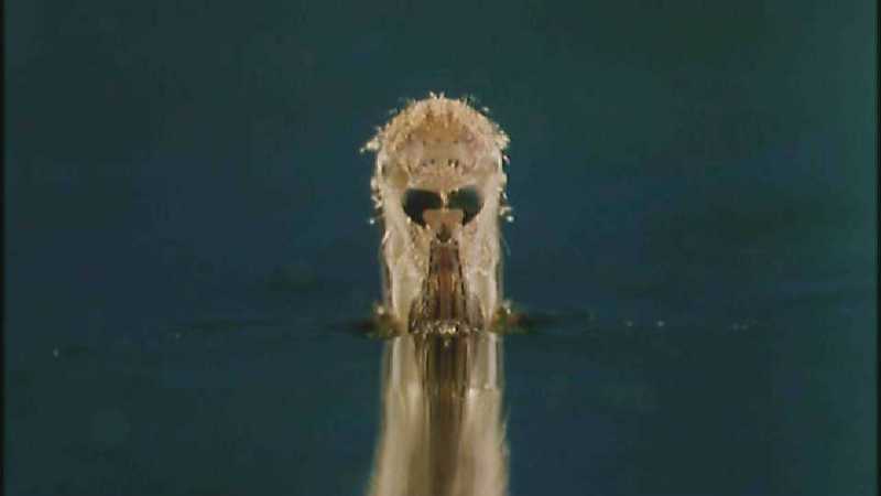D:\Microcosmos\Mosquito hatches [01/28] - 309.jpg (1/1) (Video Capture); DISPLAY FULL IMAGE.