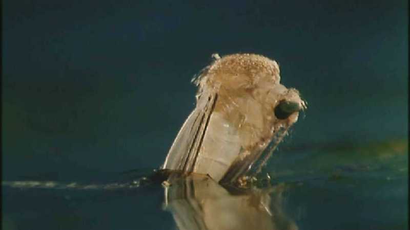 D:\Microcosmos\Mosquito hatches [01/28] - 309.jpg (1/1) (Video Capture); DISPLAY FULL IMAGE.
