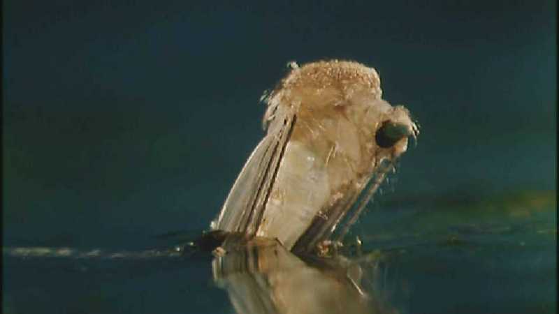 D:\Microcosmos\Mosquito hatches [01/28] - 309.jpg (1/1) (Video Capture); DISPLAY FULL IMAGE.