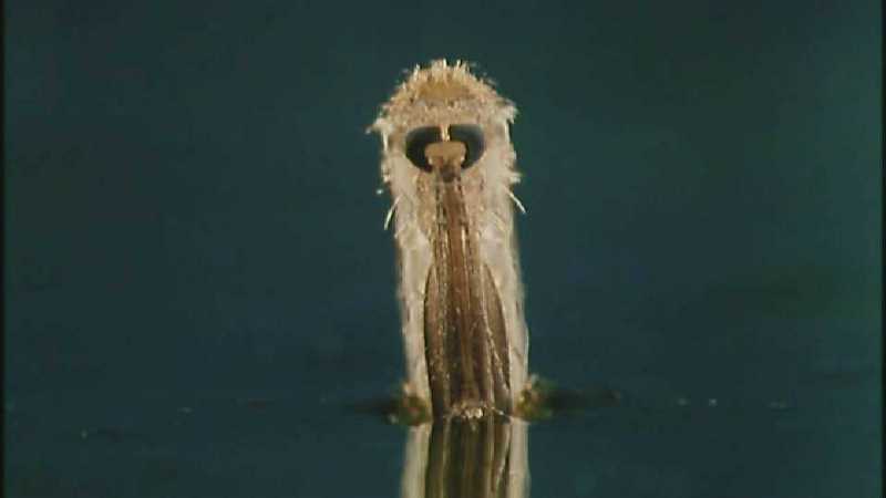 D:\Microcosmos\Mosquito hatches [01/28] - 309.jpg (1/1) (Video Capture); DISPLAY FULL IMAGE.