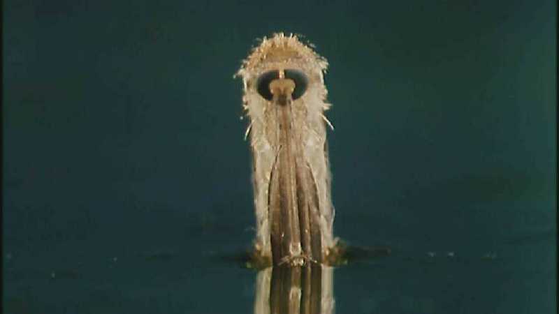 D:\Microcosmos\Mosquito hatches [01/28] - 309.jpg (1/1) (Video Capture); DISPLAY FULL IMAGE.