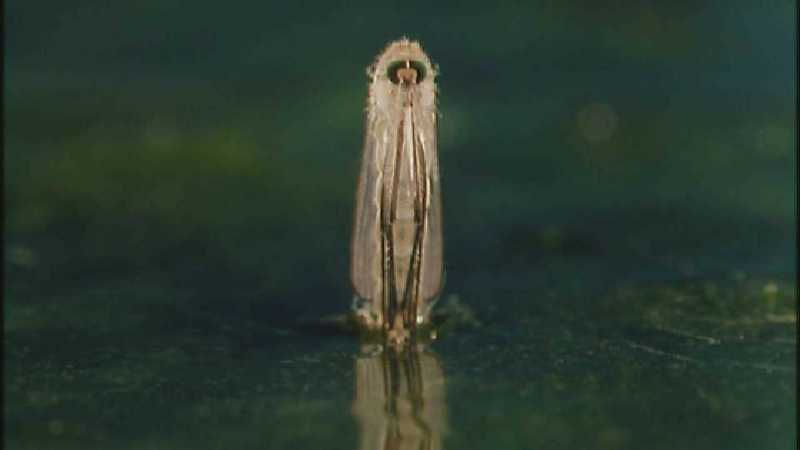 D:\Microcosmos\Mosquito hatches [01/28] - 309.jpg (1/1) (Video Capture); DISPLAY FULL IMAGE.