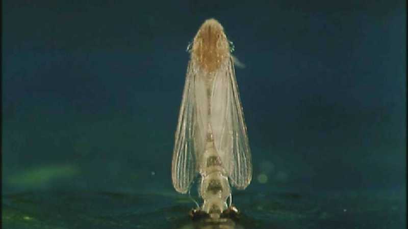 D:\Microcosmos\Mosquito hatches [01/28] - 309.jpg (1/1) (Video Capture); DISPLAY FULL IMAGE.