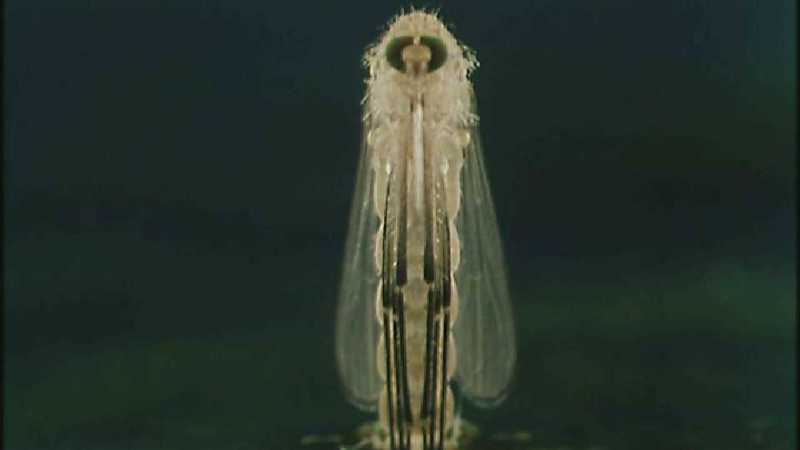 D:\Microcosmos\Mosquito hatches [01/28] - 309.jpg (1/1) (Video Capture); DISPLAY FULL IMAGE.