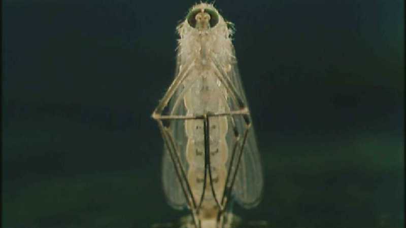 D:\Microcosmos\Mosquito hatches [01/28] - 309.jpg (1/1) (Video Capture); DISPLAY FULL IMAGE.
