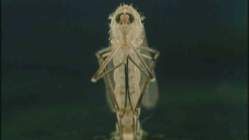 D:\Microcosmos\Mosquito hatches [01/28] - 309.jpg (1/1) (Video Capture); DISPLAY FULL IMAGE.