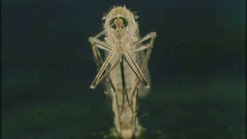 D:\Microcosmos\Mosquito hatches [01/28] - 309.jpg (1/1) (Video Capture); DISPLAY FULL IMAGE.
