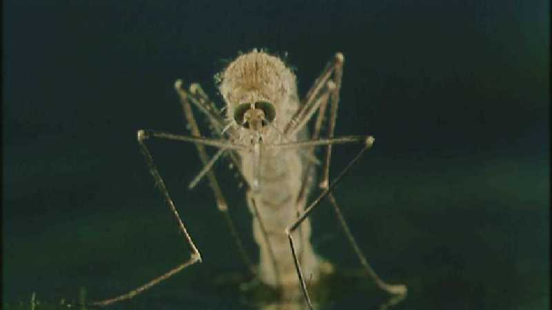 D:\Microcosmos\Mosquito hatches [01/28] - 309.jpg (1/1) (Video Capture); DISPLAY FULL IMAGE.