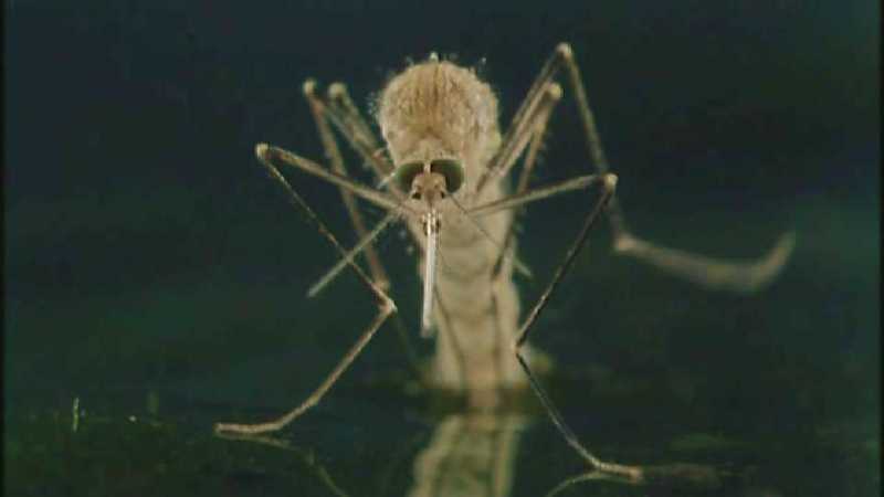 D:\Microcosmos\Mosquito hatches [01/28] - 309.jpg (1/1) (Video Capture); DISPLAY FULL IMAGE.