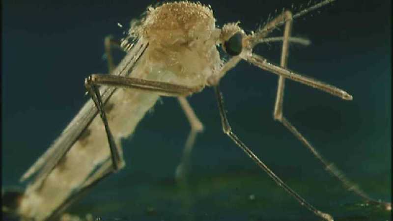 D:\Microcosmos\Mosquito hatches [01/28] - 309.jpg (1/1) (Video Capture); DISPLAY FULL IMAGE.