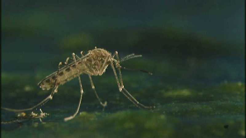 D:\Microcosmos\Mosquito hatches [01/28] - 309.jpg (1/1) (Video Capture); DISPLAY FULL IMAGE.