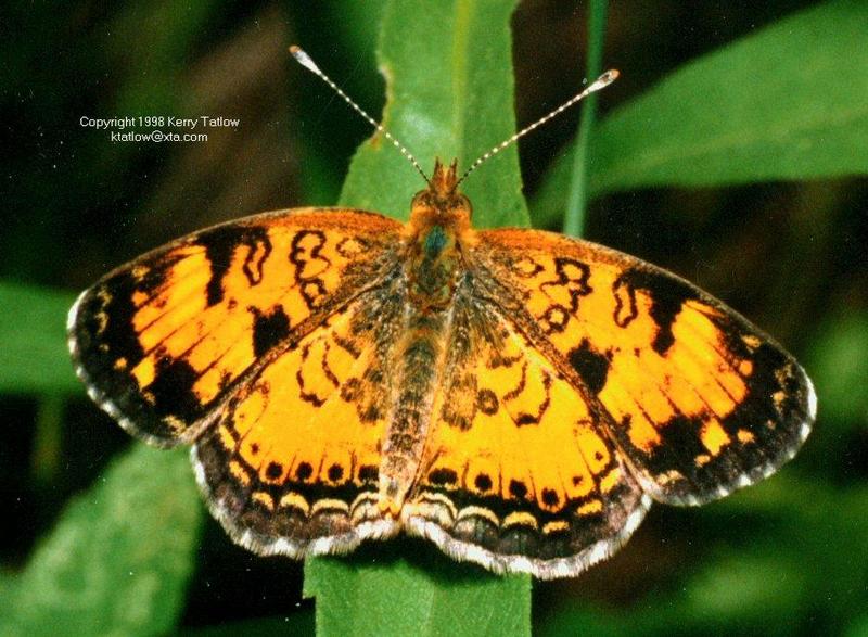 Nymphalid - ktatlow@xta.com.jpg; DISPLAY FULL IMAGE.