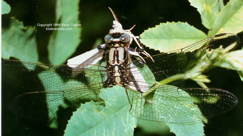 Odonotan With Prey - ktatlow@xta.com.jpg; DISPLAY FULL IMAGE.