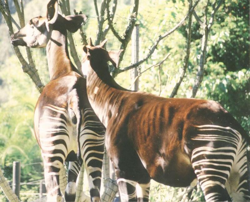 Animal photos from California - Okapi in San Diego Zoo - many more to come - attn. Protozoa lovers; DISPLAY FULL IMAGE.