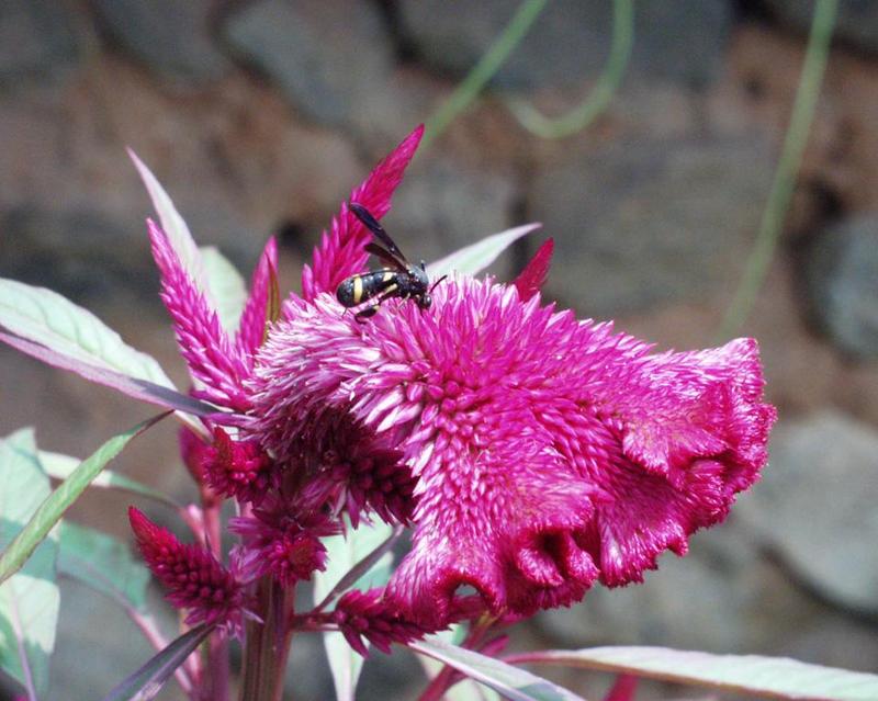 Wasp; DISPLAY FULL IMAGE.