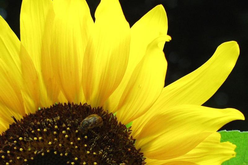 June Bug on Sunflower; DISPLAY FULL IMAGE.