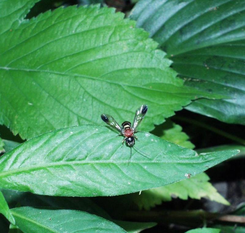 Wasp (#2); DISPLAY FULL IMAGE.