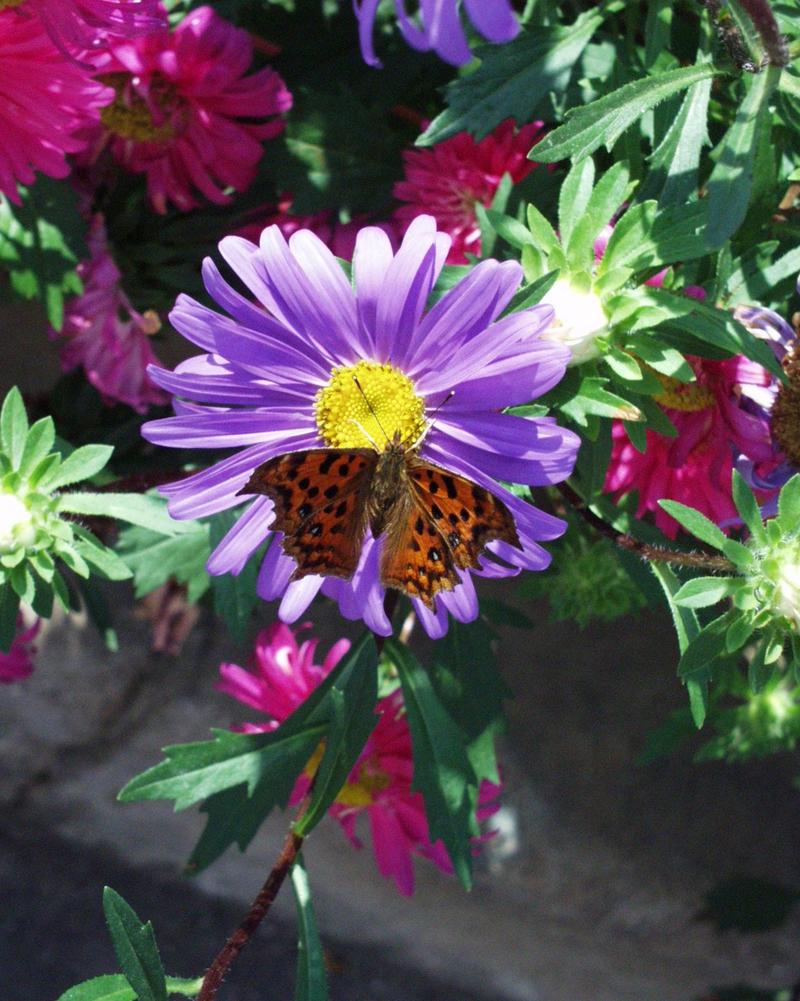 Butterfly & Flower; DISPLAY FULL IMAGE.