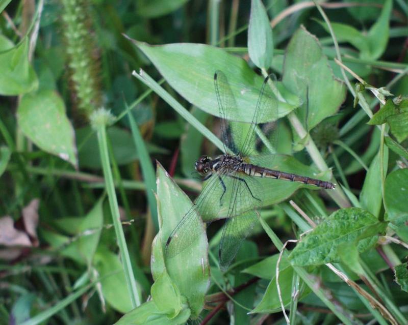 Black Dragonfly; DISPLAY FULL IMAGE.
