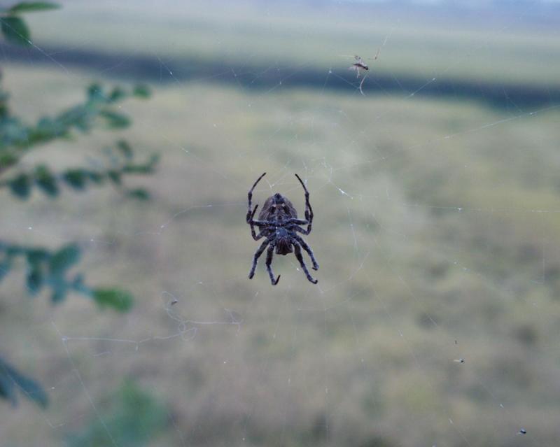 Spider/Komi; DISPLAY FULL IMAGE.