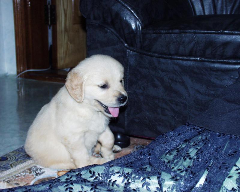 Puppy; DISPLAY FULL IMAGE.