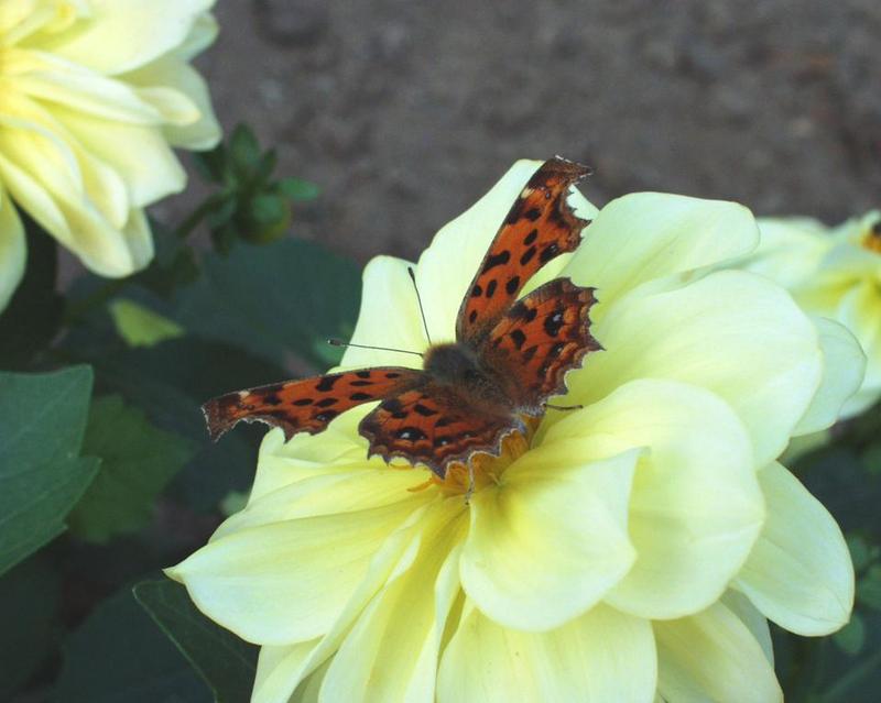 Butterfly; DISPLAY FULL IMAGE.