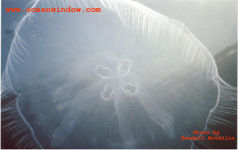 A killer shot of a Moon Jellyfish taken in Palau; DISPLAY FULL IMAGE.