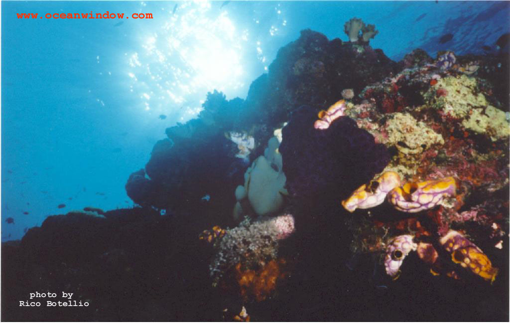 The reefs of Papua New Guinea; DISPLAY FULL IMAGE.