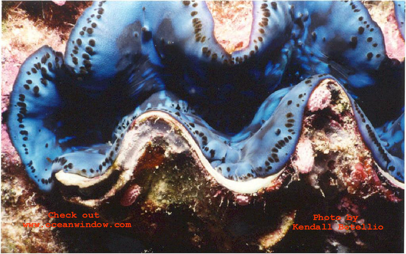 One more photo of a  Phillipines clam; DISPLAY FULL IMAGE.