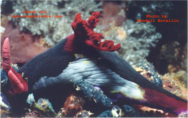 An awesome shot of a nudibranch from the Phillipines; DISPLAY FULL IMAGE.