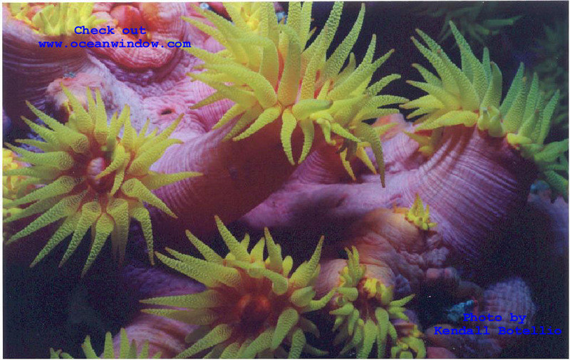 A killler shot of the soft corals of the Phillipines; DISPLAY FULL IMAGE.