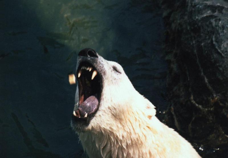 Polar Bear at Everland; DISPLAY FULL IMAGE.