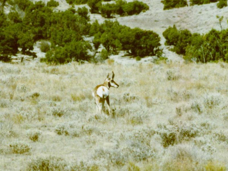 Prong Horn 1 of 3; DISPLAY FULL IMAGE.