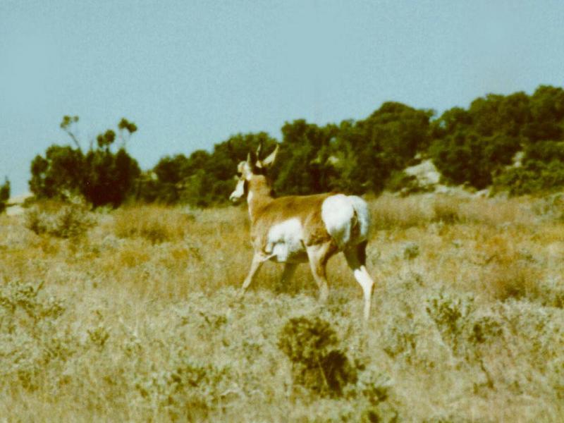 Prong Horn 2 of 3; DISPLAY FULL IMAGE.