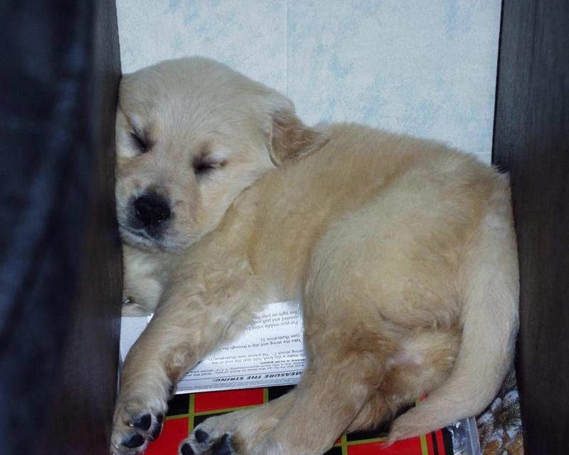 Puppy Sleeping; DISPLAY FULL IMAGE.