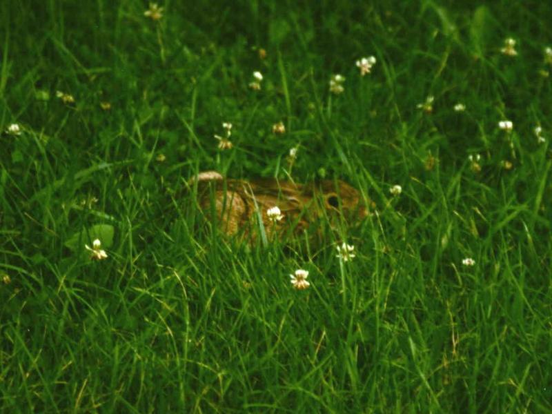 Young Rabbit 1 of 2; DISPLAY FULL IMAGE.