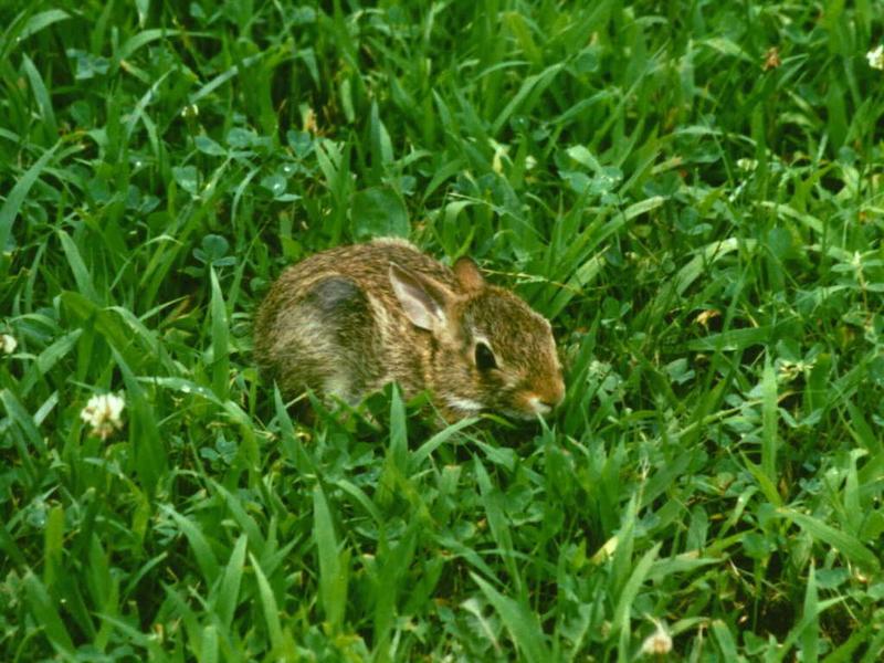 Rabbit 2 of 2; DISPLAY FULL IMAGE.