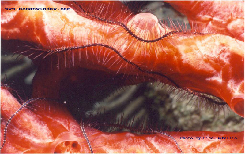 Brittlestar shot in Roatan; DISPLAY FULL IMAGE.