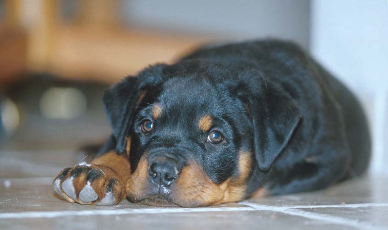 Rotten Rottie Puppy :-); DISPLAY FULL IMAGE.