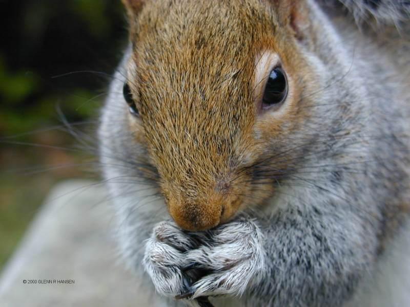 Squirrel; DISPLAY FULL IMAGE.