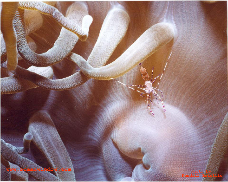 Great macro shot taken in Saba; DISPLAY FULL IMAGE.