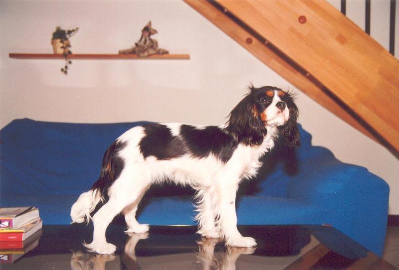 Cavalier King Charles Spaniel - Sally; DISPLAY FULL IMAGE.