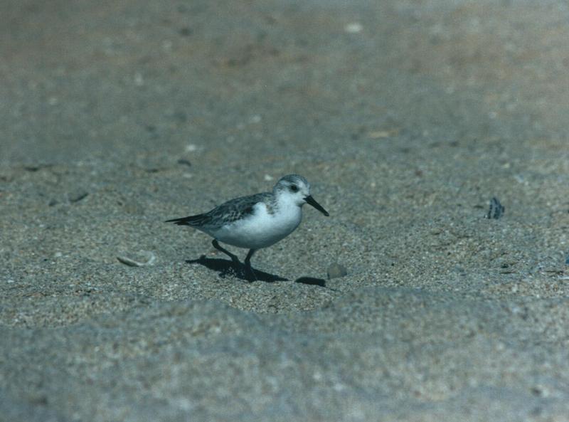 Sandpiper; DISPLAY FULL IMAGE.